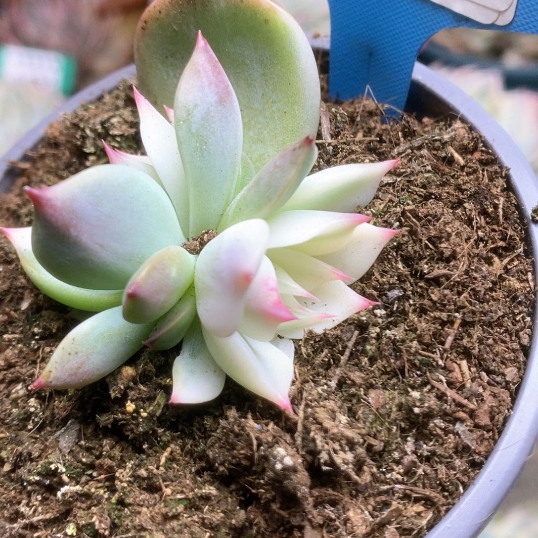 060锦锦锦锦锦锦