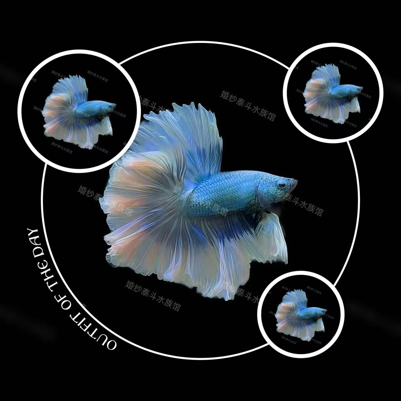 B11（241-264）泰国精品斗鱼热带小型观赏鱼水族宠物鱼-直播间选鱼