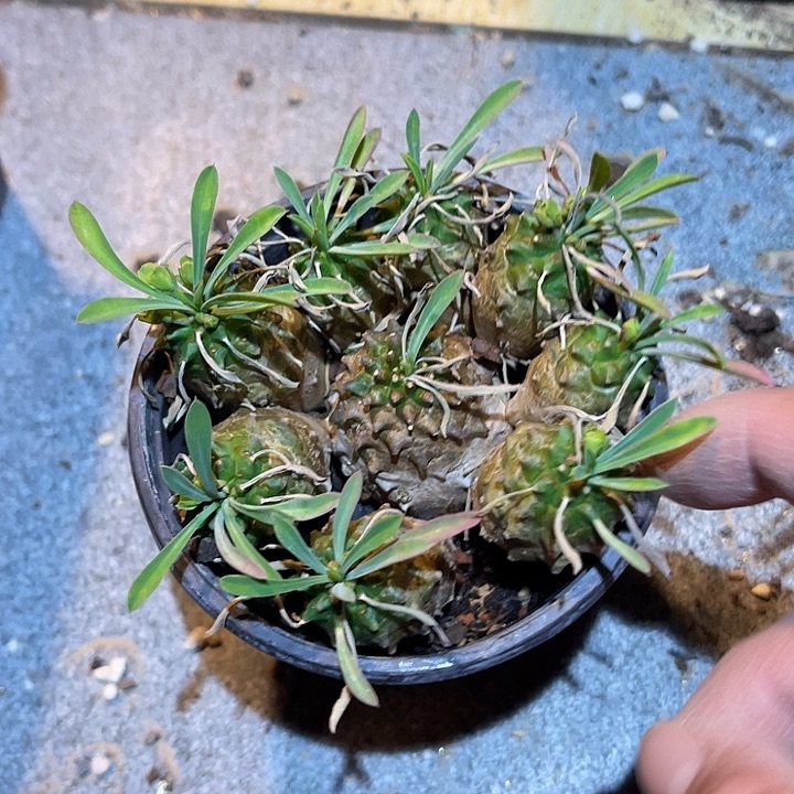 满38包邮2天凑单，脱土晾根发货多肉植物峨眉山