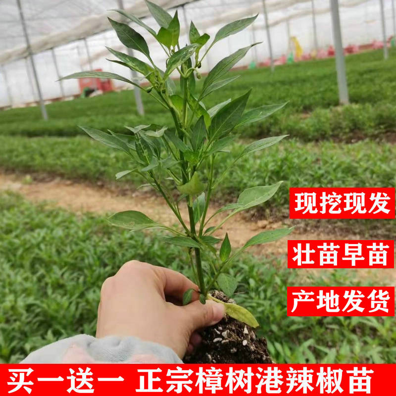 正宗樟树港辣椒苗 春季早苗 营养杯苗 盆栽 阳台 地栽苗 辣椒苗 