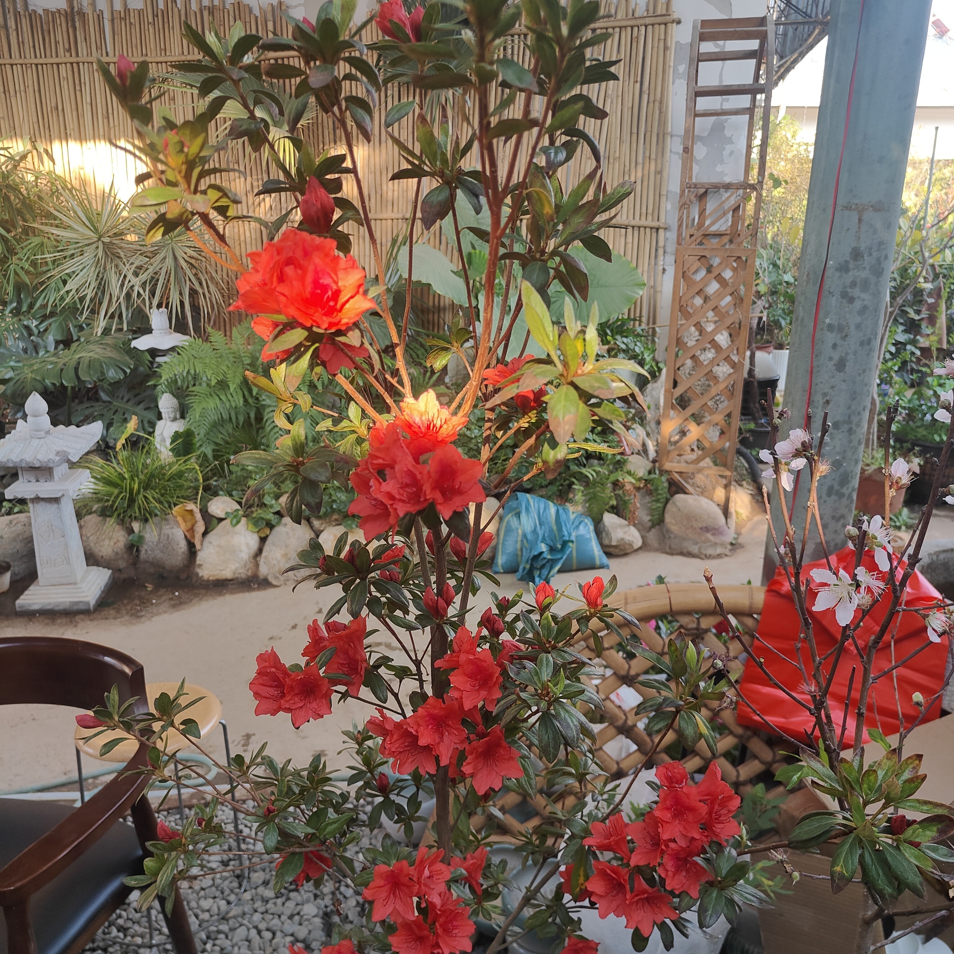 印山红老桩一棵中国红