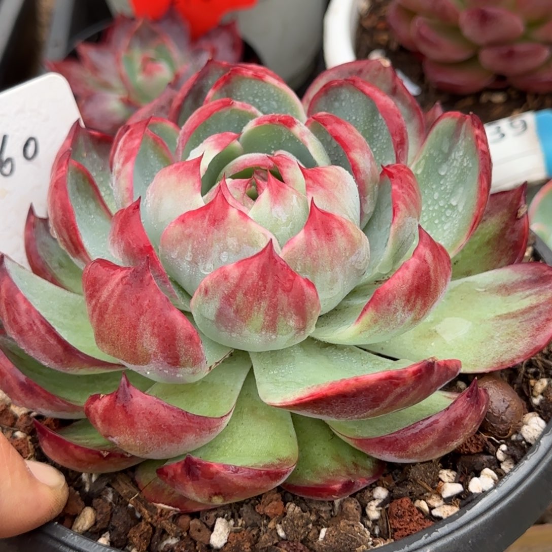 花脸惊鸿一物一拍包装收缩花旱260