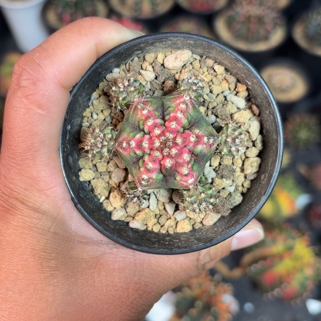 泰系米哈仙人球60hao