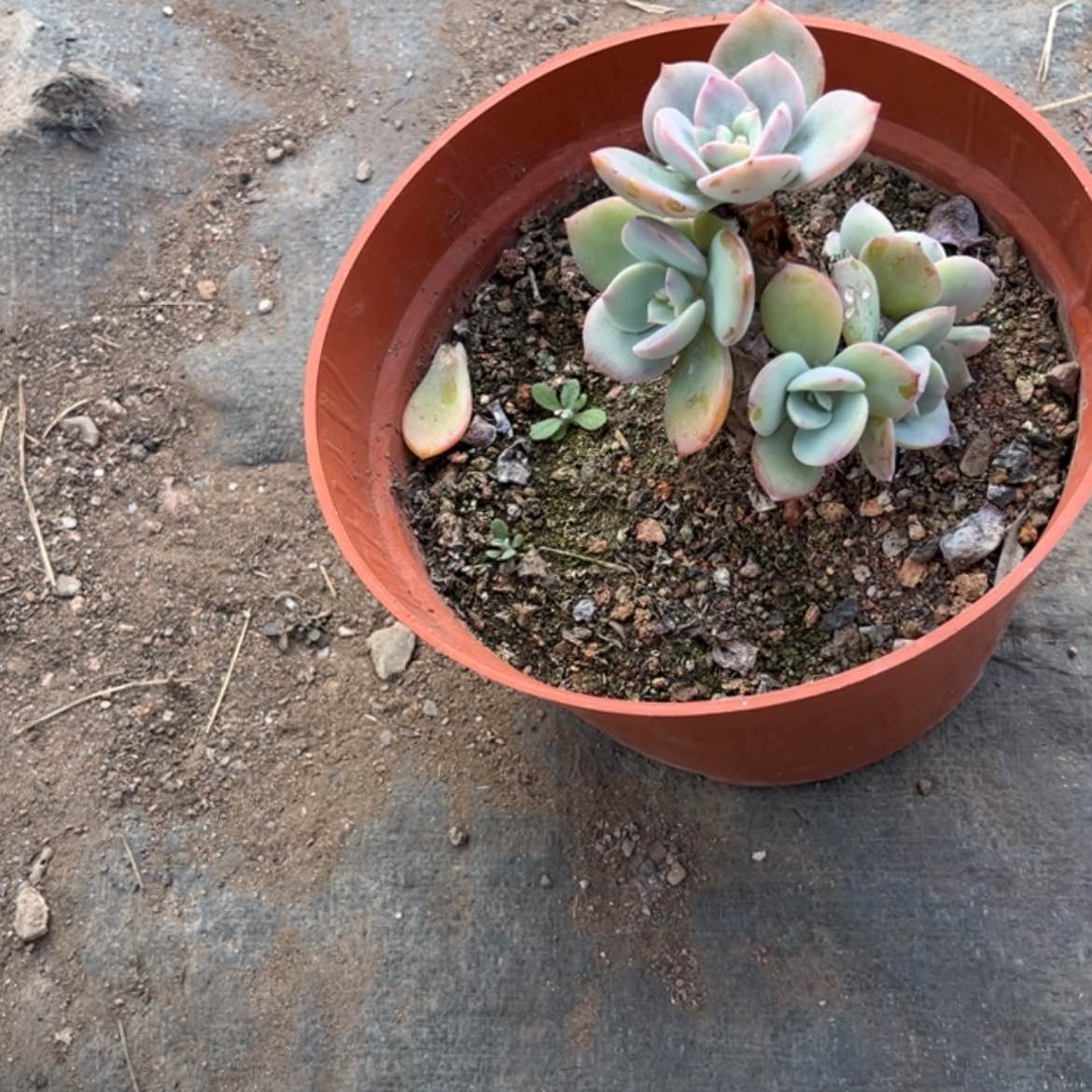 【闪购商品】无花朵拈**笑