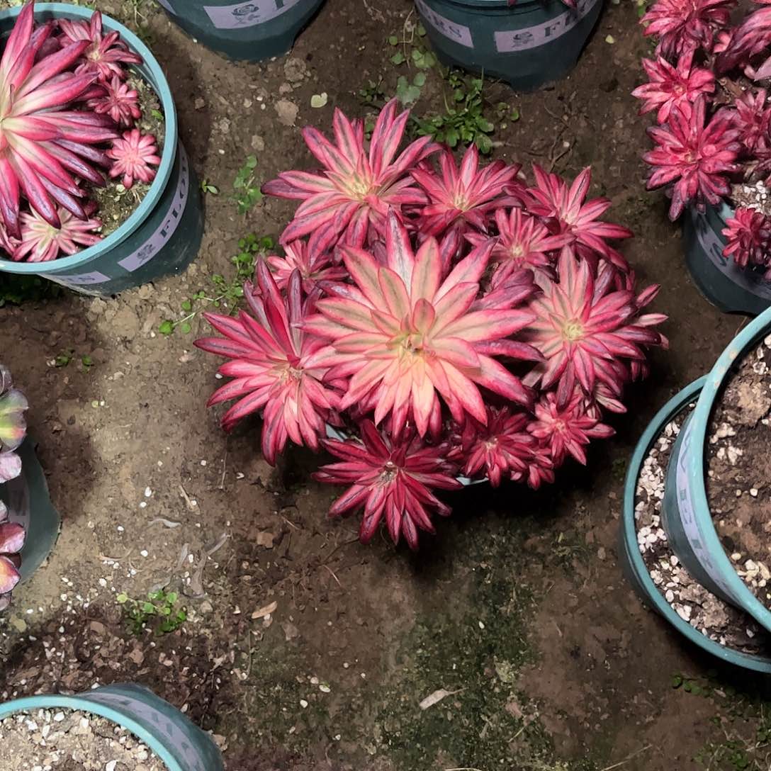 多肉植物朱雀捧花