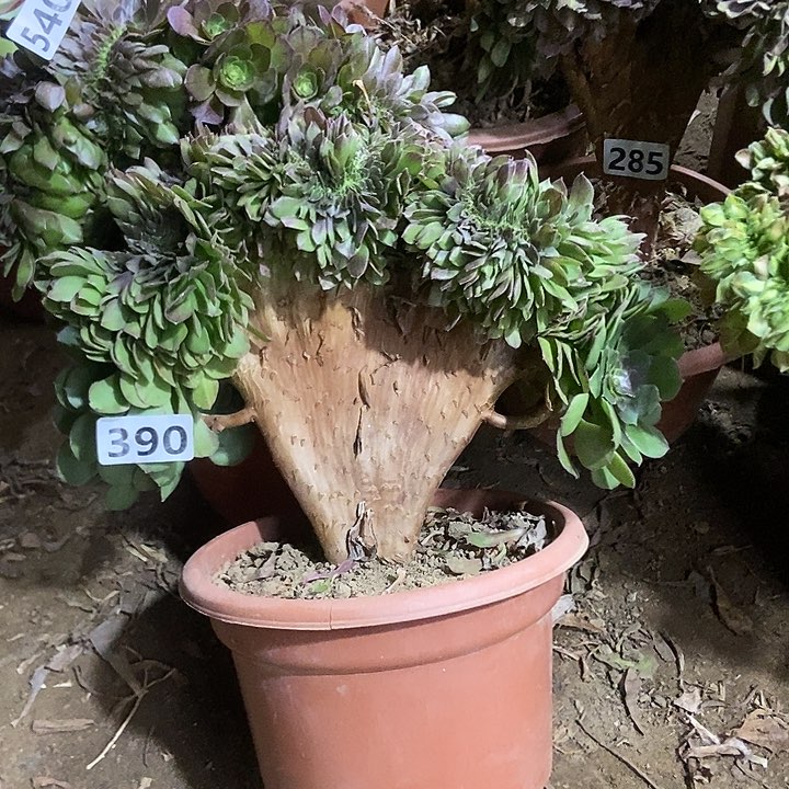 390万缀老板子法师缀