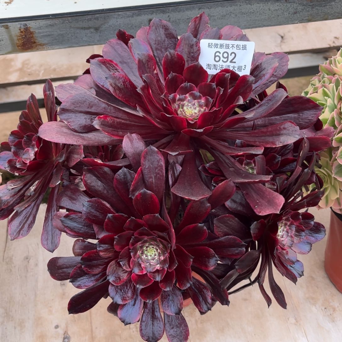 692墨颜多肉植物法师