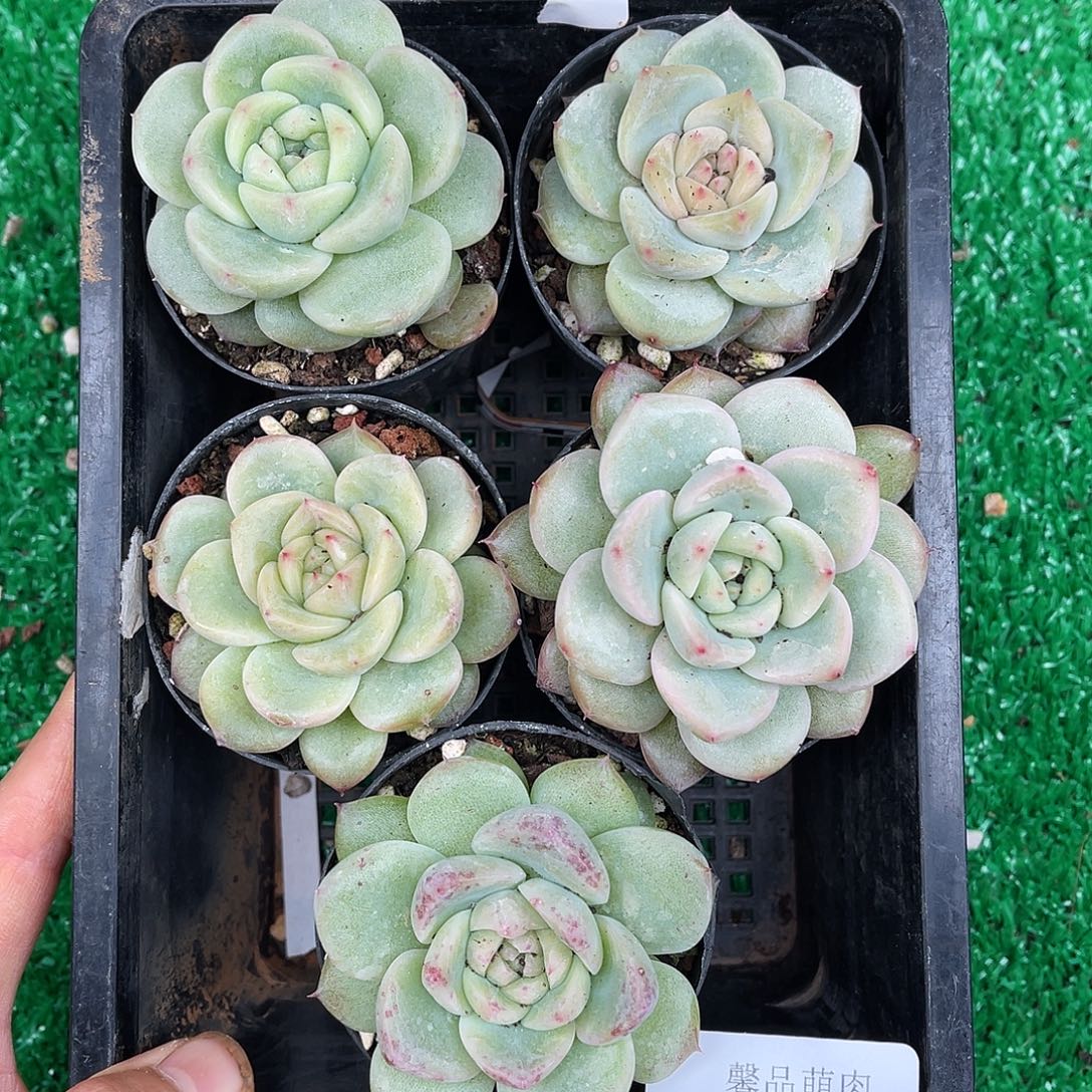 多肉一物一拍9-216