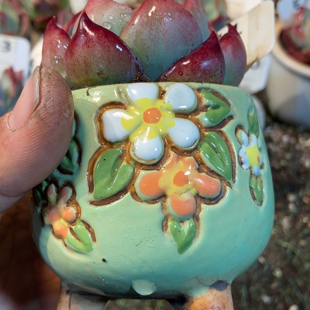 蓝**云花盆多肉植物保护