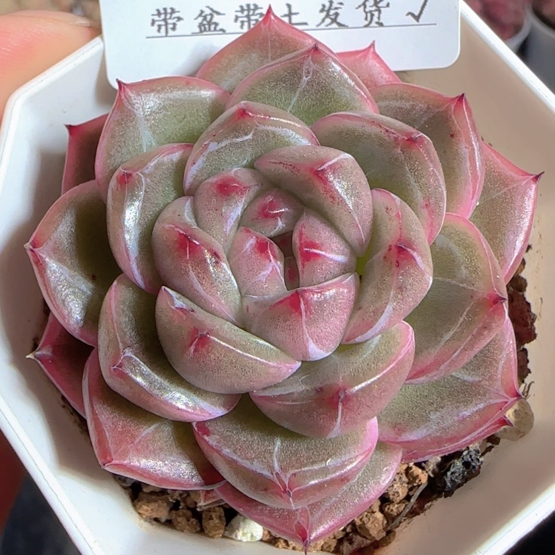 姗***姗多肉1223-151钻石珍妮