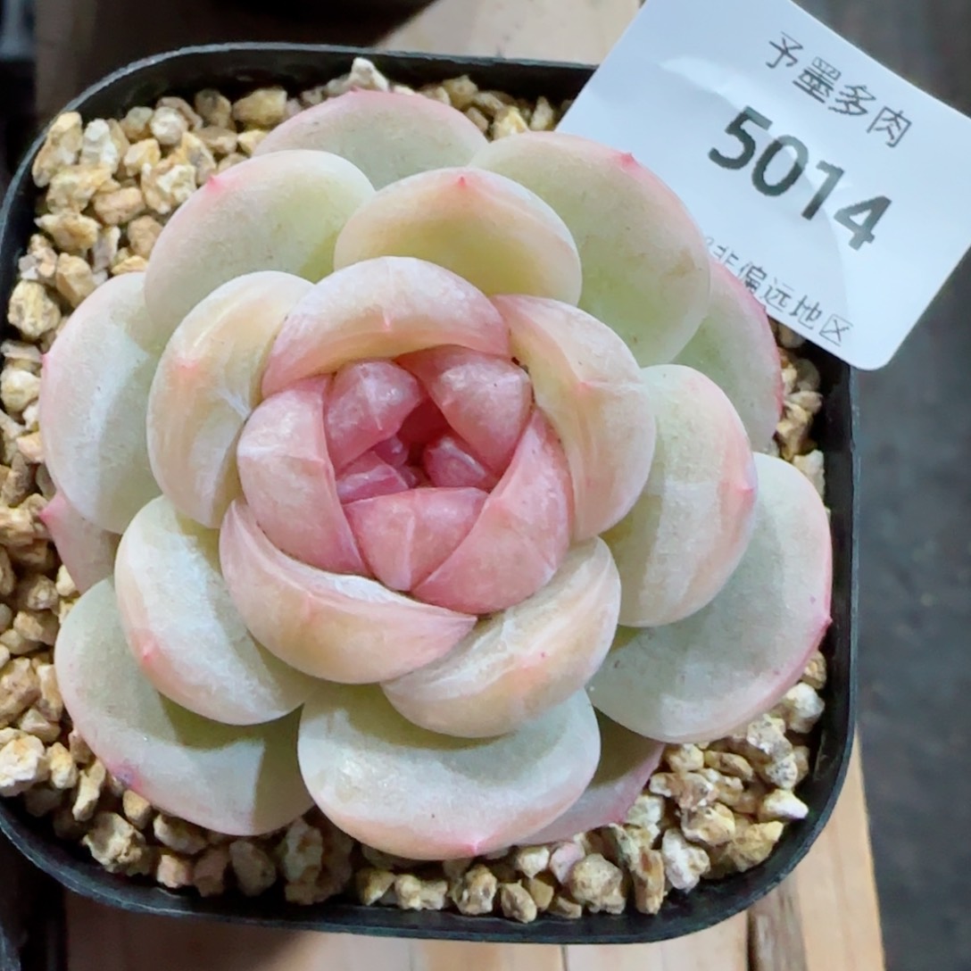 落梨花，5014多肉植物