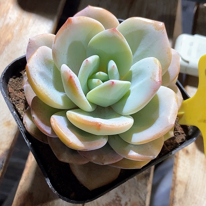 多肉植物奶茶2075