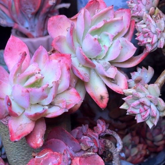 香*儿多肉植物的植物