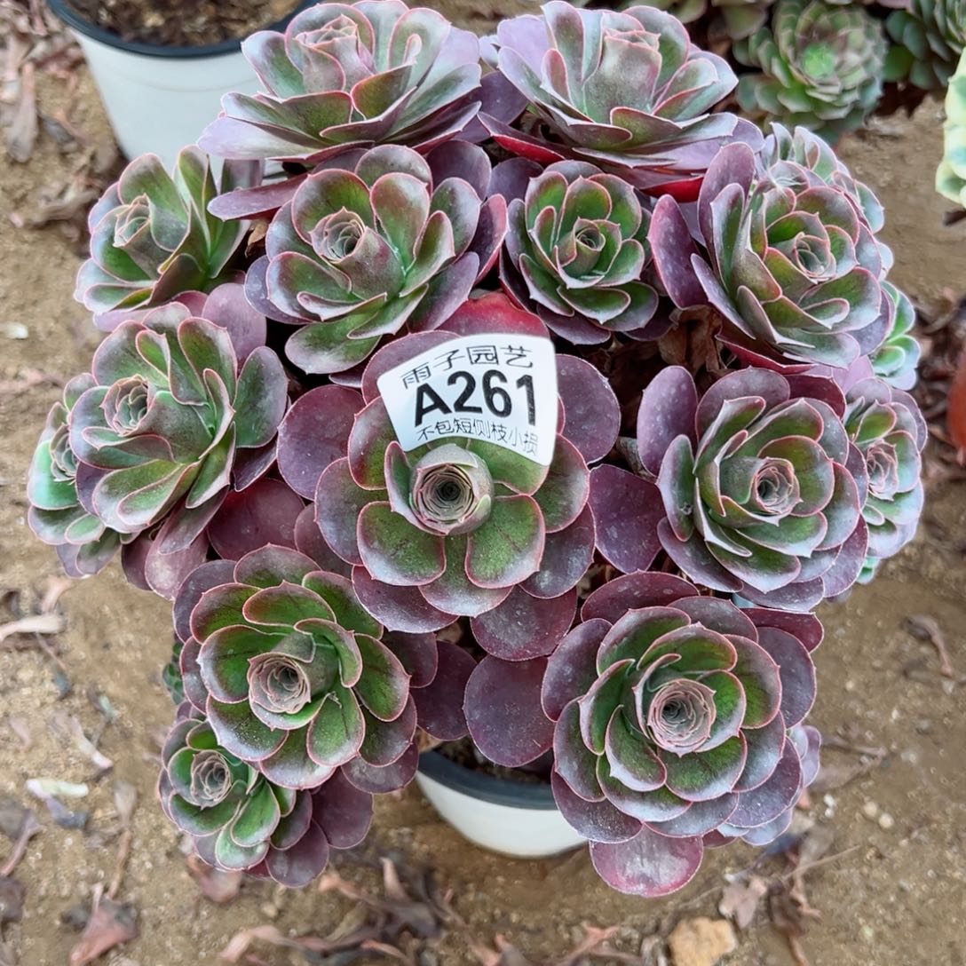 261魅金玫瑰尺寸28左右