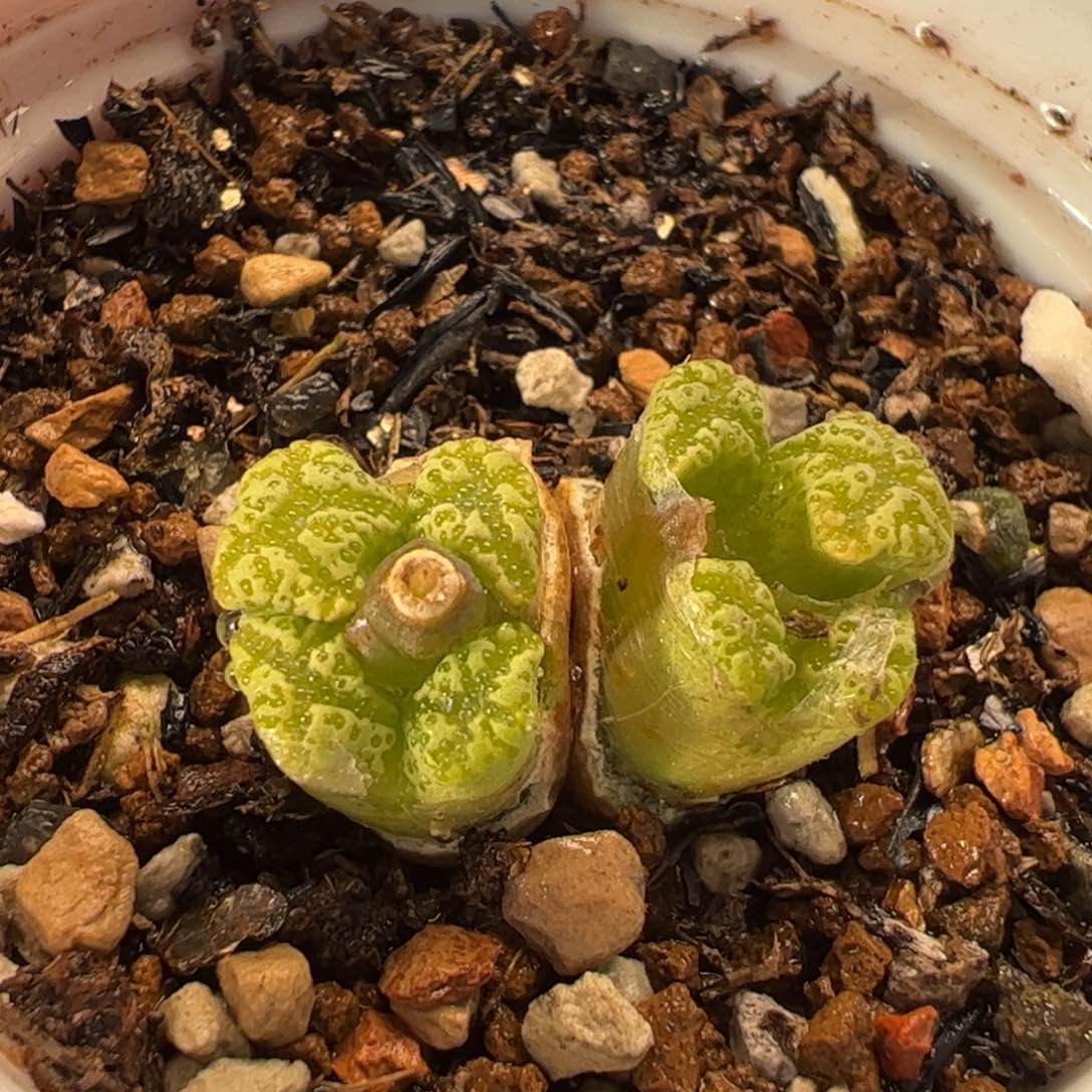 022多肉植物百科