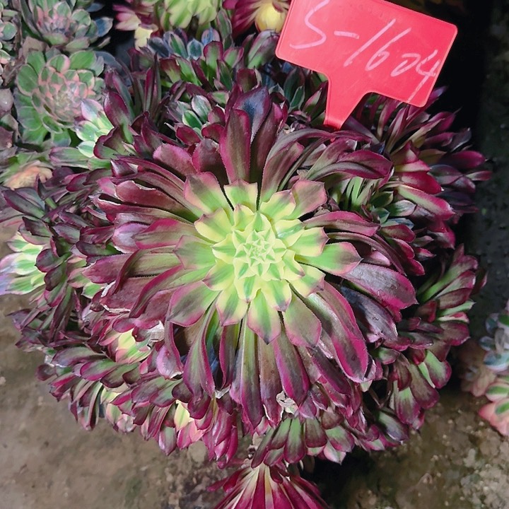 3-1604天合多肉法师