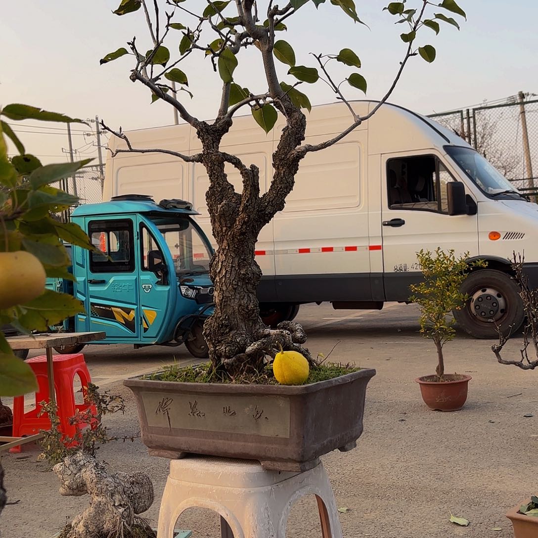 完全开放梨树盆景造型盆栽花卉