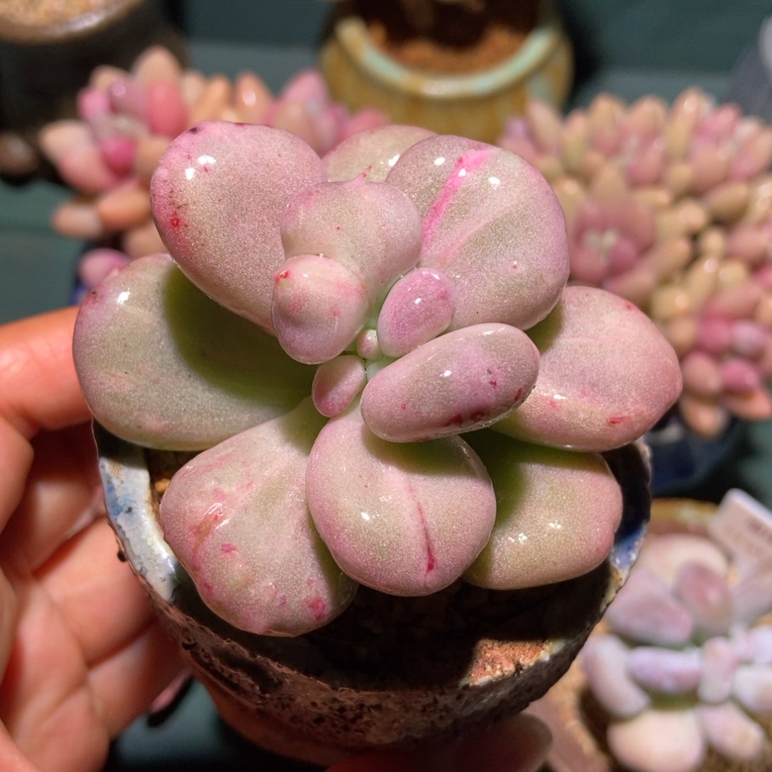 油煎丸子一物一拍