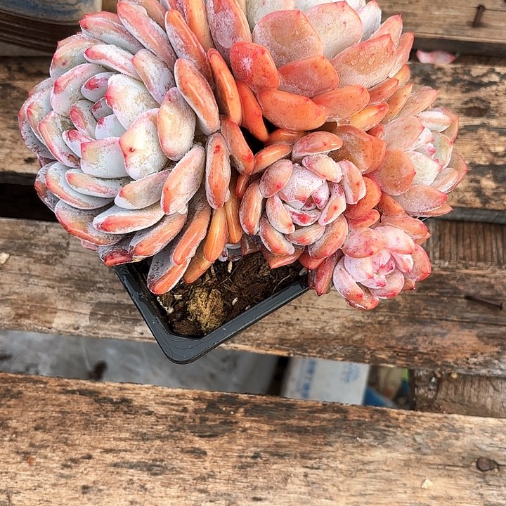 多肉植物，星影一颗