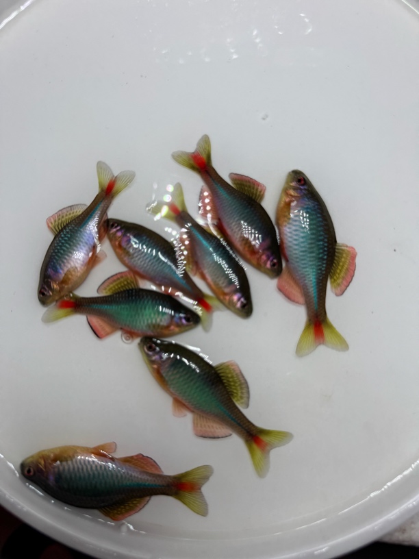 蓝石台冷水观赏鱼七彩鳑鲏鱼除藻活体小型群游淡水原生旁皮鱼好养