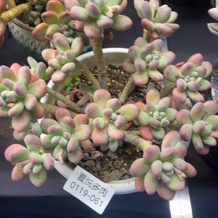 夏悦多肉0119-61苹果奶