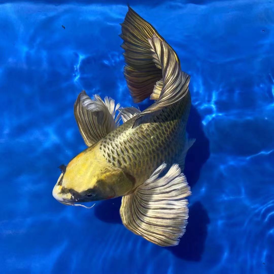 静静家熊猫蝴蝶鲤(完美无瑕者勿拍)普身蝴蝶鲤