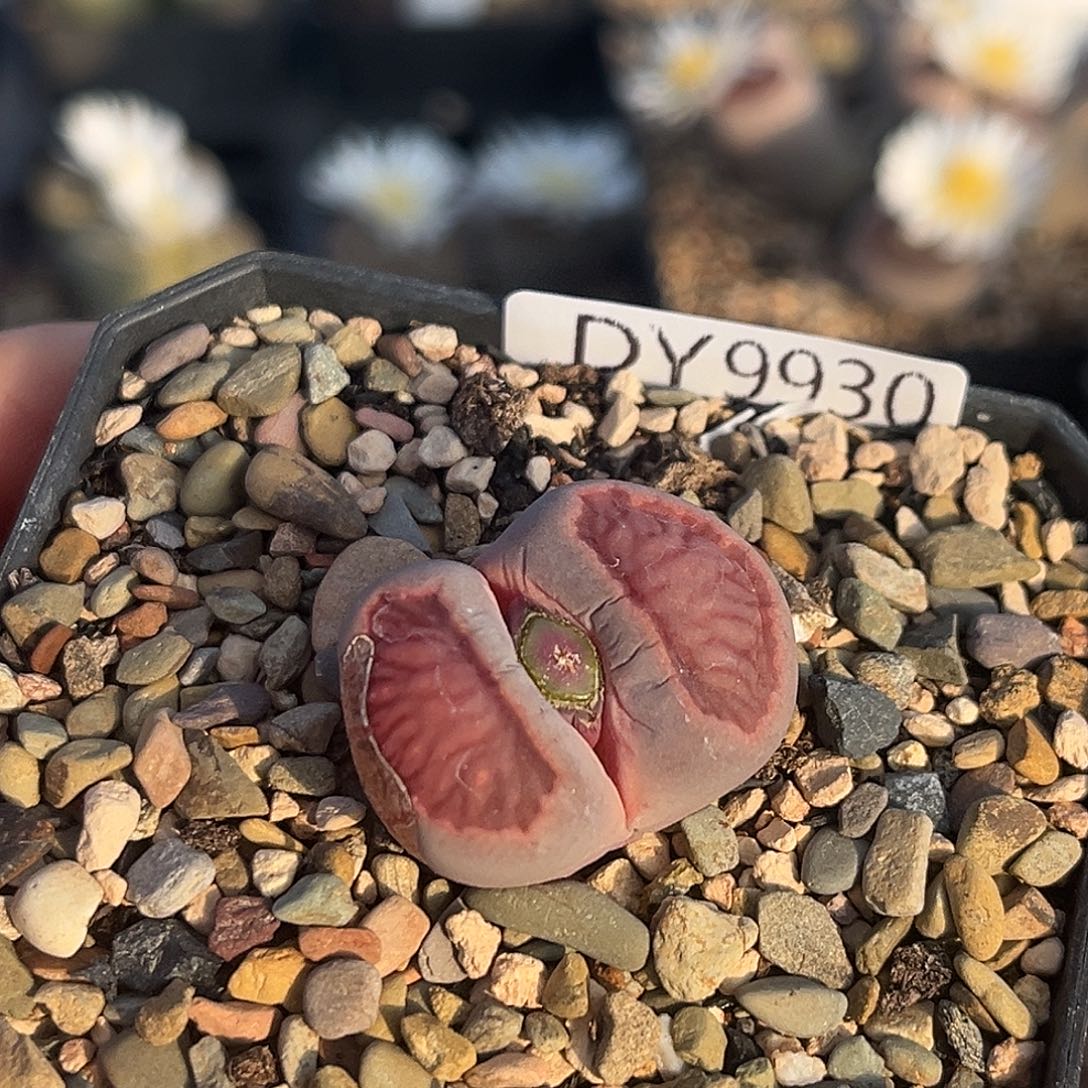 一物一拍菊母本9930紫菊带种荚