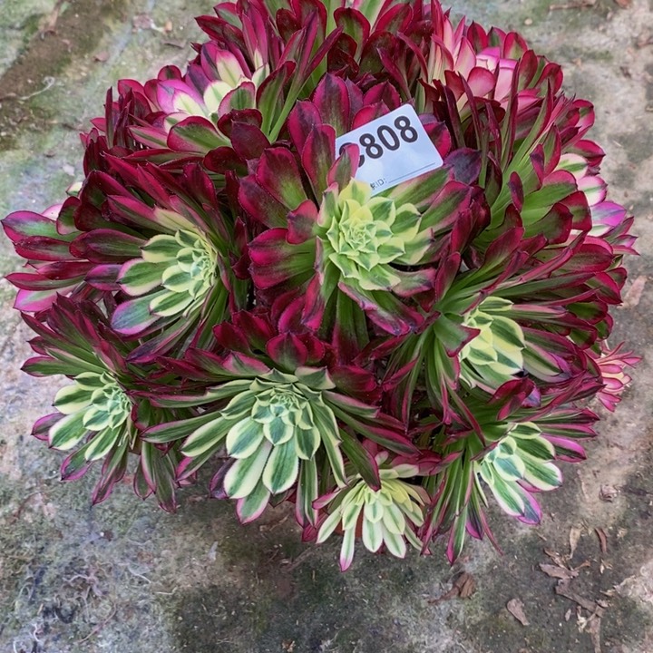天河多肉植物808