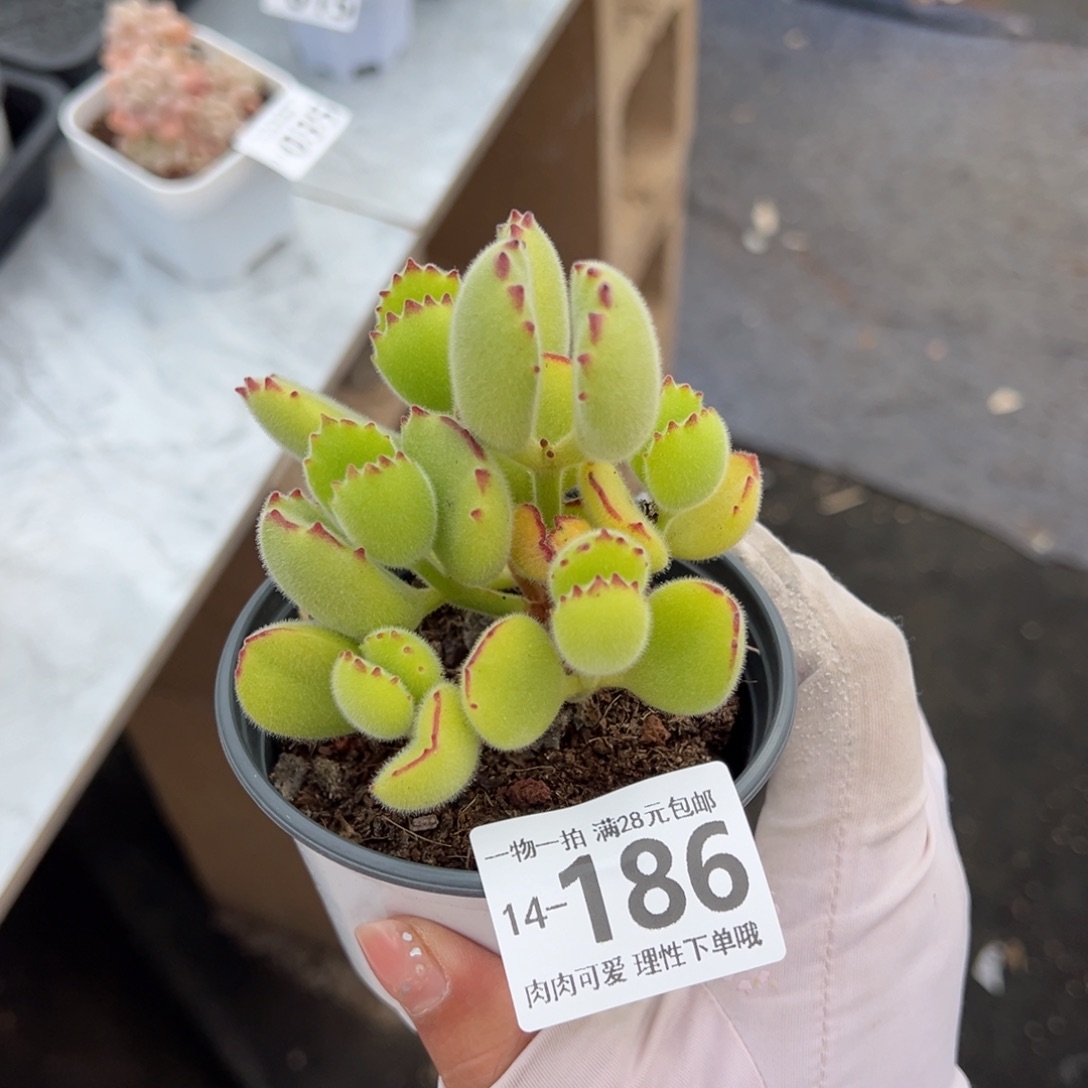 熊童子多肉多肉多肉多肉