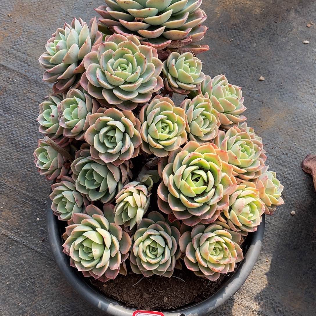 572哈密瓜 一物一拍多肉