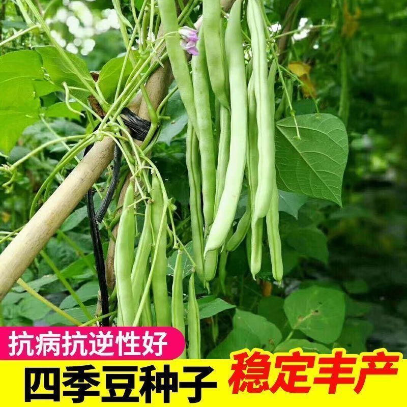 早熟四季豆种子四季爬藤播种春季架豆蔬菜种子芸豆无筋扁豆