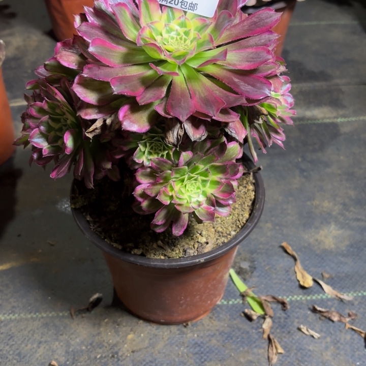 瑞妈，。。，。。。443天河，