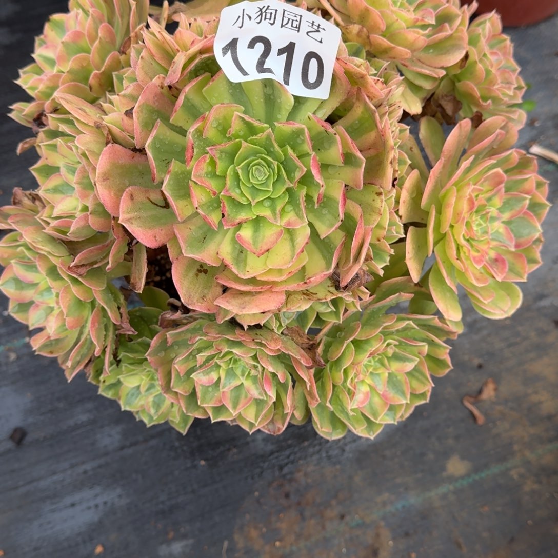 O***蒋雨荷多肉植物1210