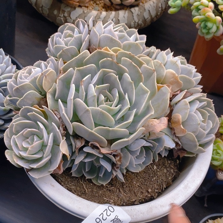 夏悦多肉 0226-83安娜玫瑰