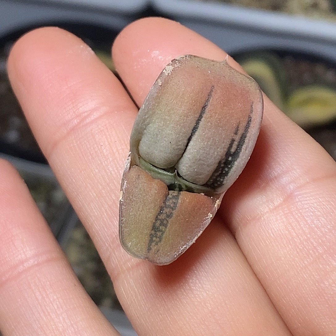 不带盆脱土裸根发货（实生）