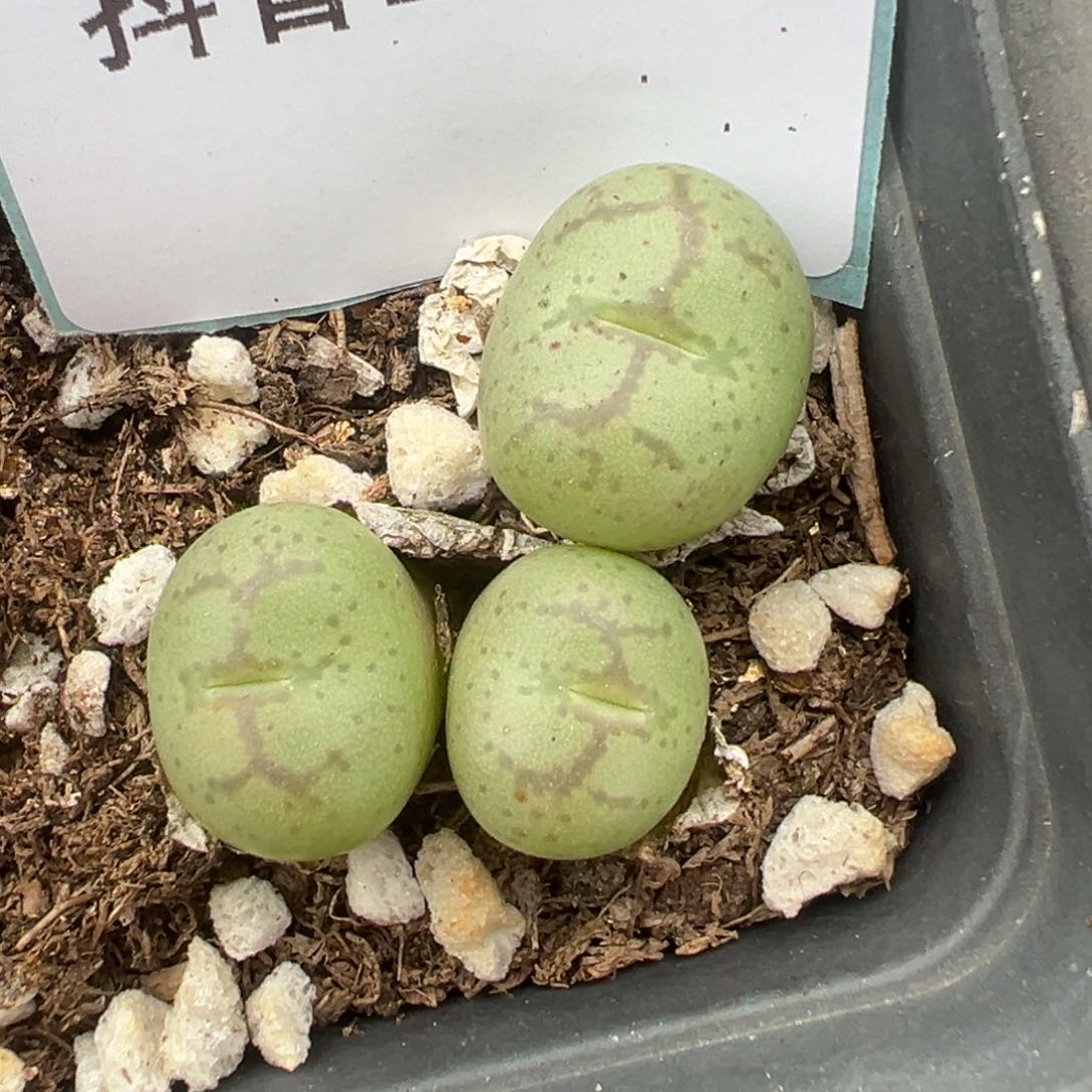 19-44猴脸多肉植物，