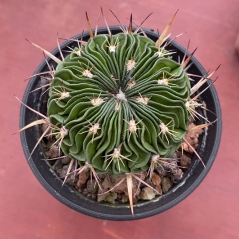 多棱玉单5仙人球