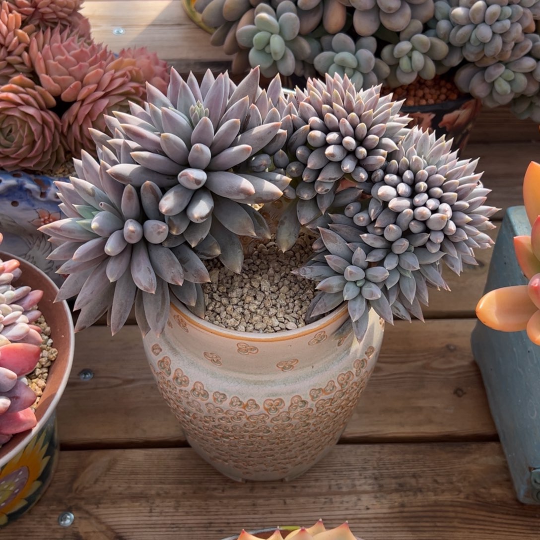 学****哥特12888888888888