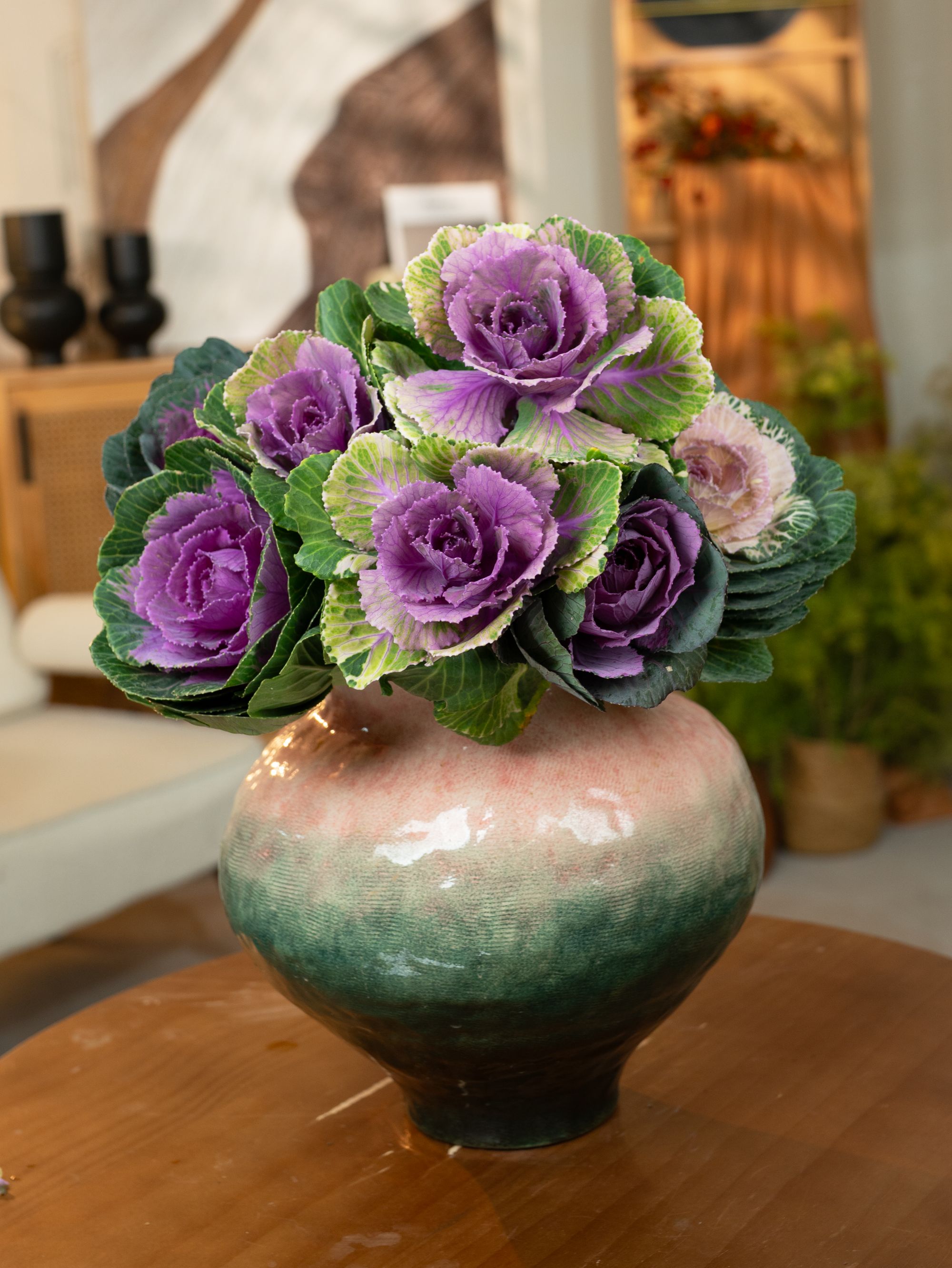 秋色羽衣甘蓝玫瑰带根水培植物室内好养多头开花盛放耐寒植物