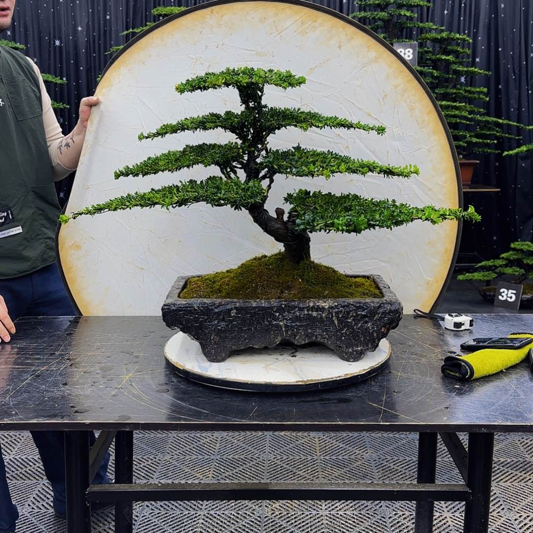 罗汉松高端造型盆景