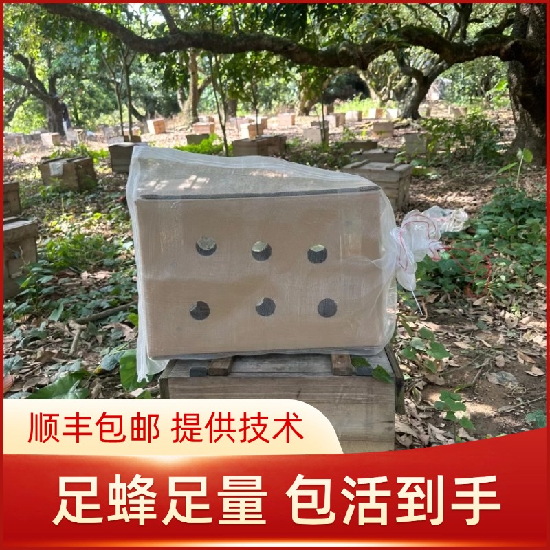 笼蜂活群出售中蜂带原群王发货顺丰包邮包活到手规格随机提供技术