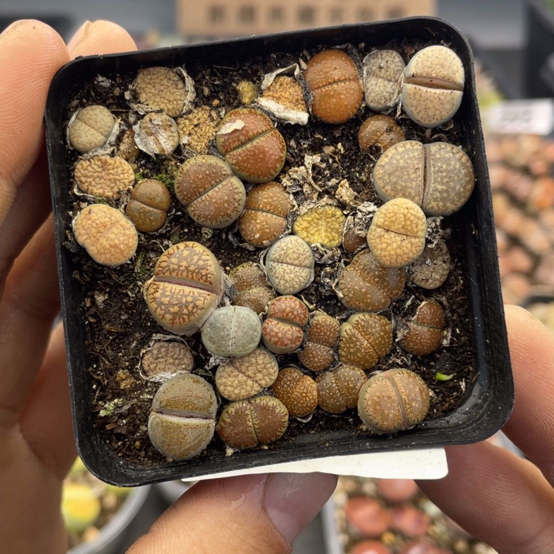 红陶000000000000000306