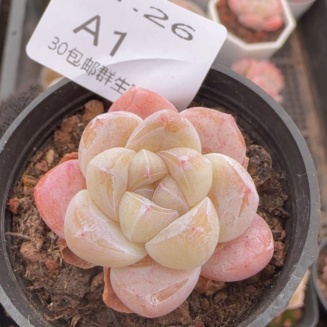 糖心冰玉一颗脱土发货