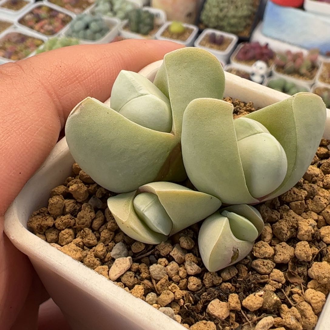 125多肉植物百科