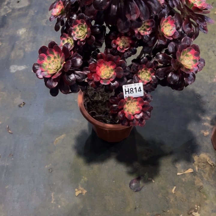 丽娜814.0000000000