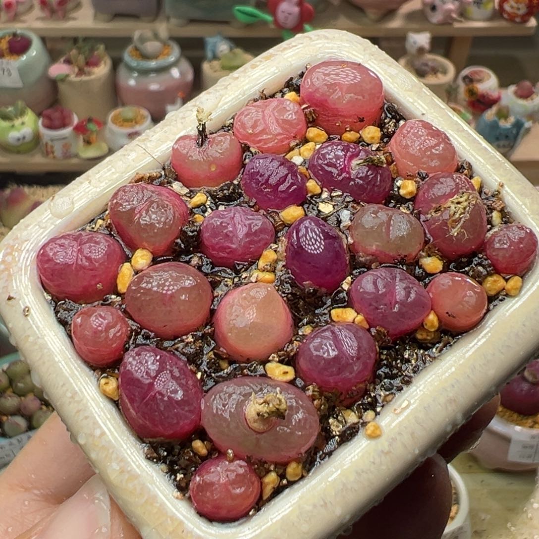 多肉植物194号吕氏