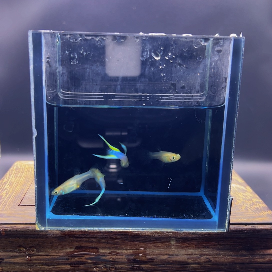 孔雀鱼日本蓝双剑两对