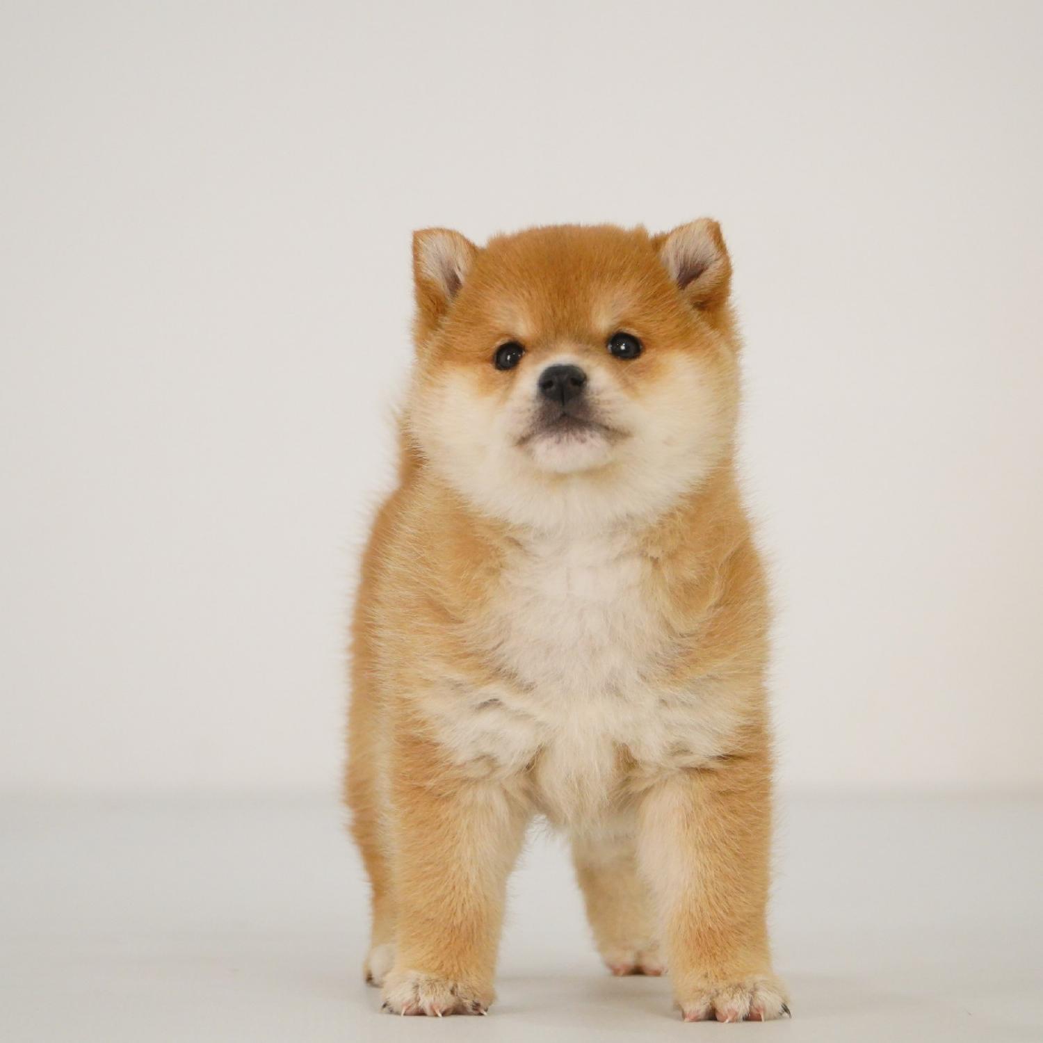 【预定非全款】柴犬赤色母活体狗狗幼犬1591纯种双血统家庭宠物