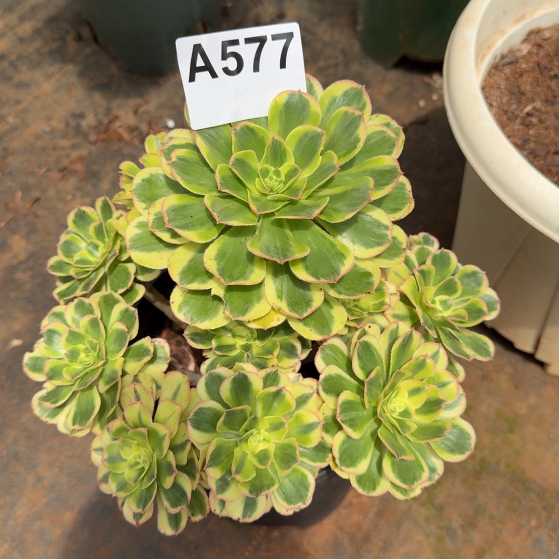 577多肉植物白兰地法师