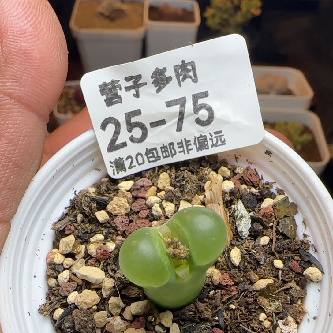 极窗400。                